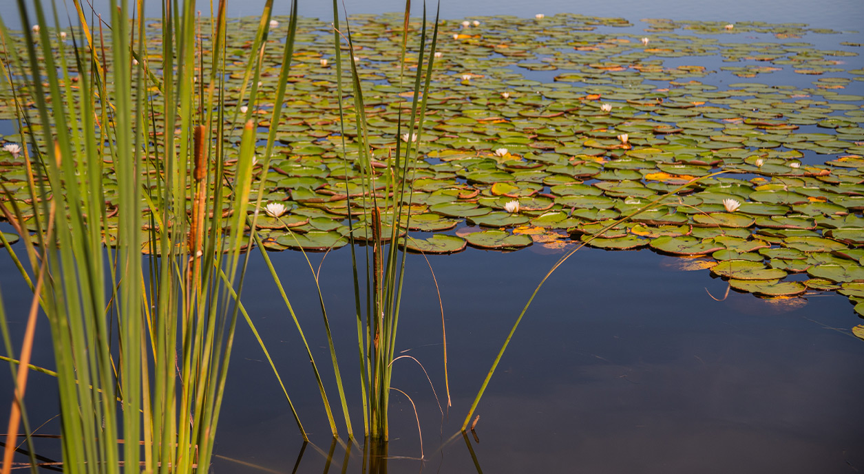 Lake Florence Park - Polk County Government