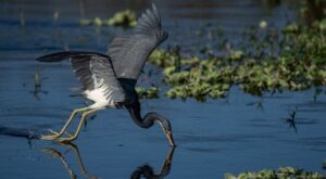 Blue Heron fishing in water