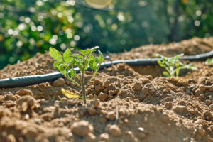 young tomato plant growing with drip irrigation